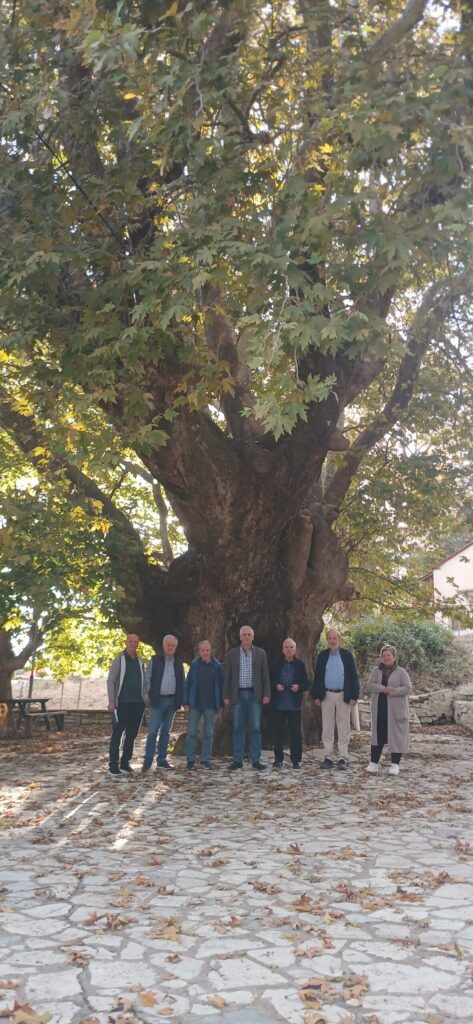 Δάφνοχώρι (Μαραζιά) Δωρίδος. Τρανός Πλάτανος στον ίσκιο του ξεκουράστηκαν οι  Μεσολογγίτες πηγαίνοντας στο Αίγιο